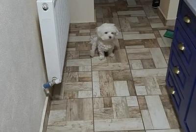 Casa si apartament oradea - 1