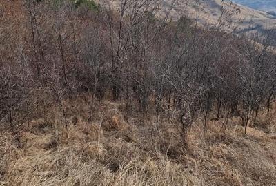 Teren de 25000 mp, în Vintilă Vodă - 4