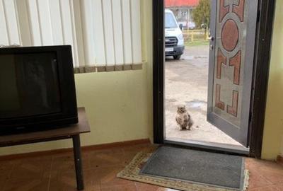 Spatiu comercial birouri/productie, de inchiriat - 11