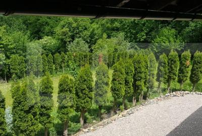 Investitie ! Casa de vacanta 350 mp utili ,teren 3000 mp in - 1