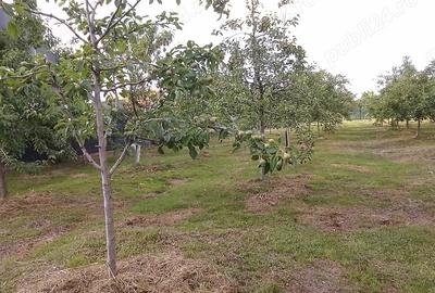 Casă cu Teren 2600 Mp în Central