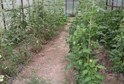 Pitaru, Dambovita - 10