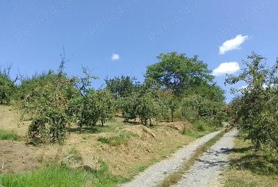 Teren de 6100 mp, în Cehal - 9