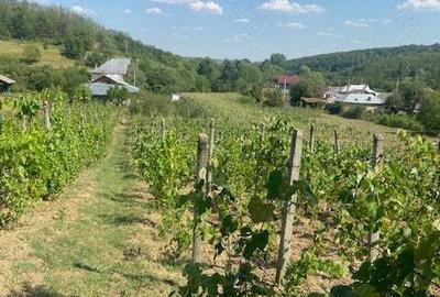 Vand casa Dragasani, Carcadiesti - 10