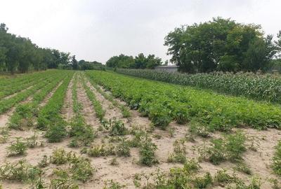Casă cu 2 camere cu Teren 25000 Mp în Nisipeni - 1