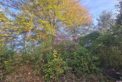 Teren intravilan de vanzare in Telega - 21