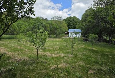 Casă cu Teren 2500 Mp în Poiana Pletari - 5