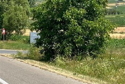 RECO Teren intravilan pentru casa 776 mp , Les, PUZ aprobat - 1