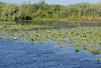 Teren intravilan in Delta Dunarii, C.A. Rosetti - Cardon - 18