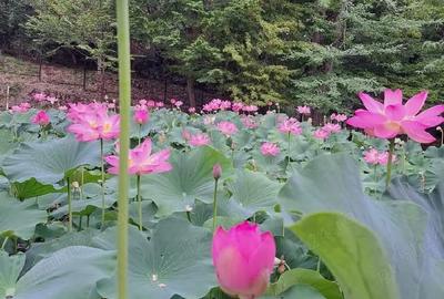 Garsonieră decomandată în Băile Felix - 1