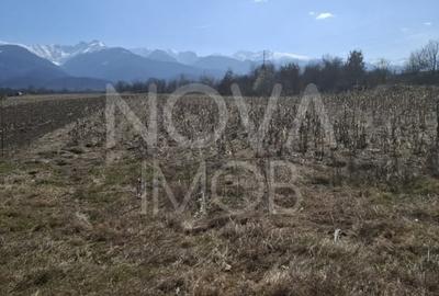 Teren agricol extravilan de 2100 mp, în Arpașu de Sus - 4