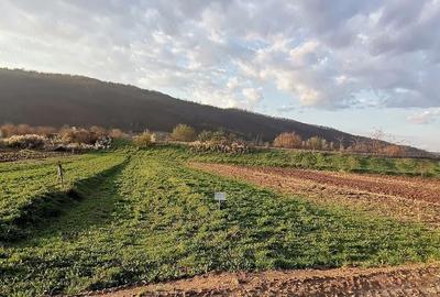 Teren de 708 mp, în Tău - 6