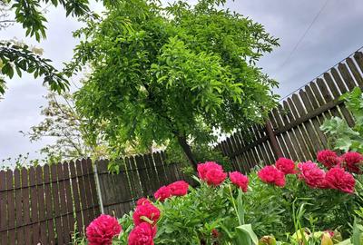 Casă cu 6 camere în Ileana - 7