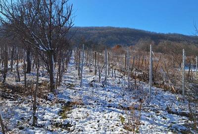 Vand casa cu vie localitatea Ineu judetul Arad - 1