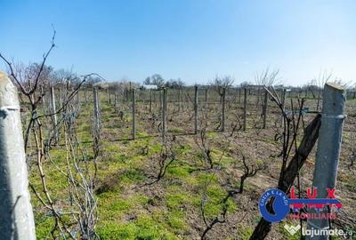 Casă cu 3 camere cu Teren 1461 Mp în Ceamurlia de Jos - 3