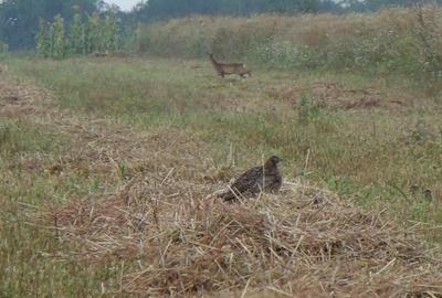 Teren de 735 mp, în Periș - 21