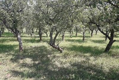 85 ari teren extravilan, intre case, la limita intravilanului Zona Valea Rusului