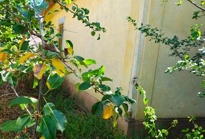 Casa de vanzare +loc +anexe - 1