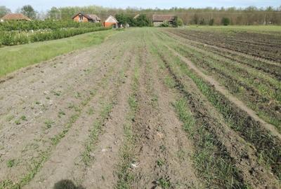 Casă individuală cu 3 camere cu Teren 5000 Mp în Horea - 7