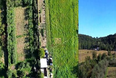 Teren 1594 mp intravilan - Suceava - Scheia! - 6