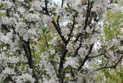 Teren de 31500 mp, în Perieni - 2