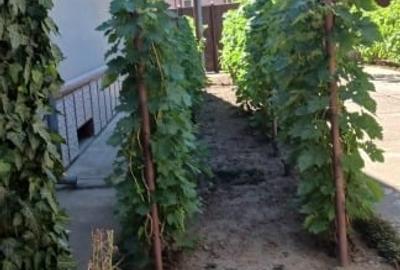 🏡 Casă solidă, spațioasă și versatilă în zona centrală, Sânnicolau Mare - 9