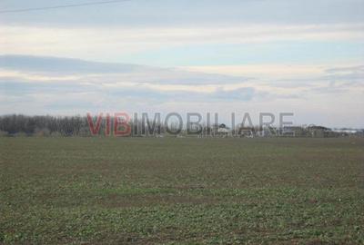 Teren de 61830 mp, în Belciugatele - 13