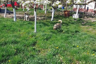 Casă cu 2 camere cu Teren 2870 Mp în Central - 5