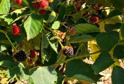 Casa ?i teren de vanzare - 1