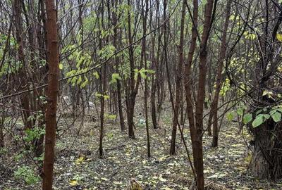 Casă cu 3 camere în Central - 3