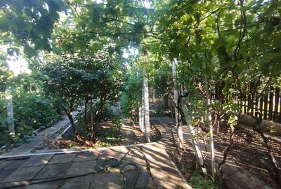 Casă, gradină, teren mare - Palazu Mare - 3