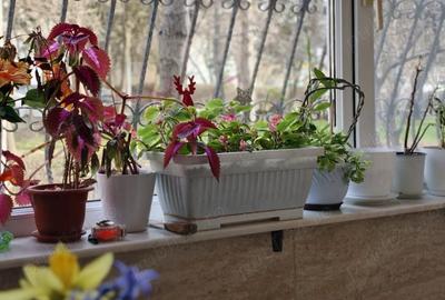 Apartament cu 3 camere decomandat în Tomis Nord - 10