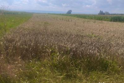 Teren de 10000 mp, în Măneuți - 4