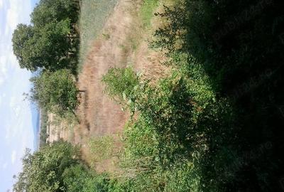 Casă cu 6 camere în Jupa - 6