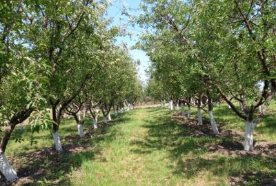 Teren Pielesti 4447mp - 2