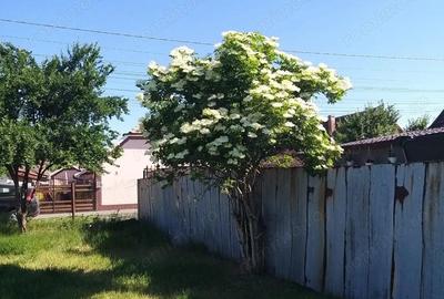 Teren de 1237 mp, în Săcălaz