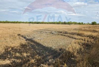 Teren Construcții intravilan de 5000 mp, în Ciolpani - 4