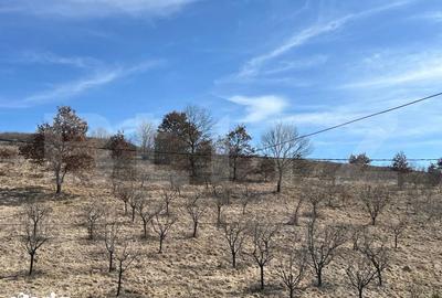 Teren de 6800 mp, în Baciu - 1