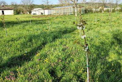 Spațiu comercial, în Rasnicu Oghian - 1