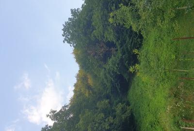 Casă individuală cu 5 camere cu Teren 470 Mp în Turnu Ruieni - 6