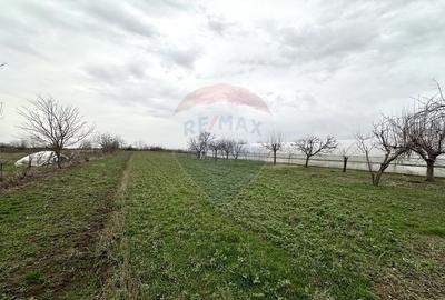Teren de 1944 mp, în Dărăști-Vlașca - 11