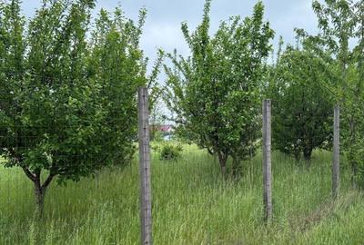 TEREN PENTRU CONSTRUCTIA CASEI, MIROSLAVA, VALEA URSULUI - 7