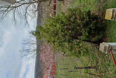 Spațiu comercial, în Florești