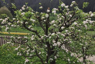 Casă cu 5 camere în Ulma
