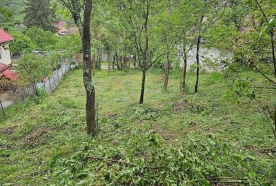 Teren de 800 mp, în Borzești - 4