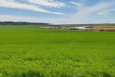 Teren de 20000 mp, în Vadu Anei - 2