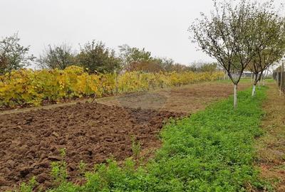 Casă individuală cu 6 camere cu Teren 1453 Mp în Mâsca - 19