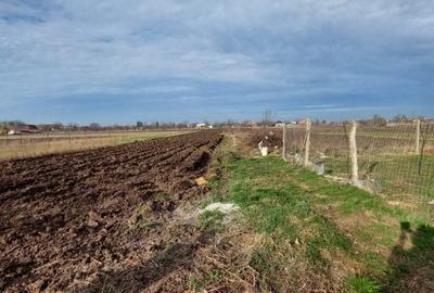 Gelu – Casa 4 Camere – Teren 6700 mp Gelu – Casa 4 Camere – Teren 6700 mp - 3