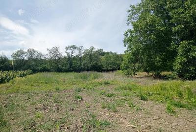 Casă cu 4 camere în Almașu Mare - 2