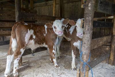 Ferma de vanzare, teren 21436 mp intravilan, Cosnea, Agas - 24